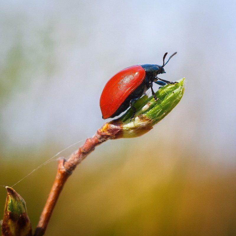 Little-Bееtle фото превью
