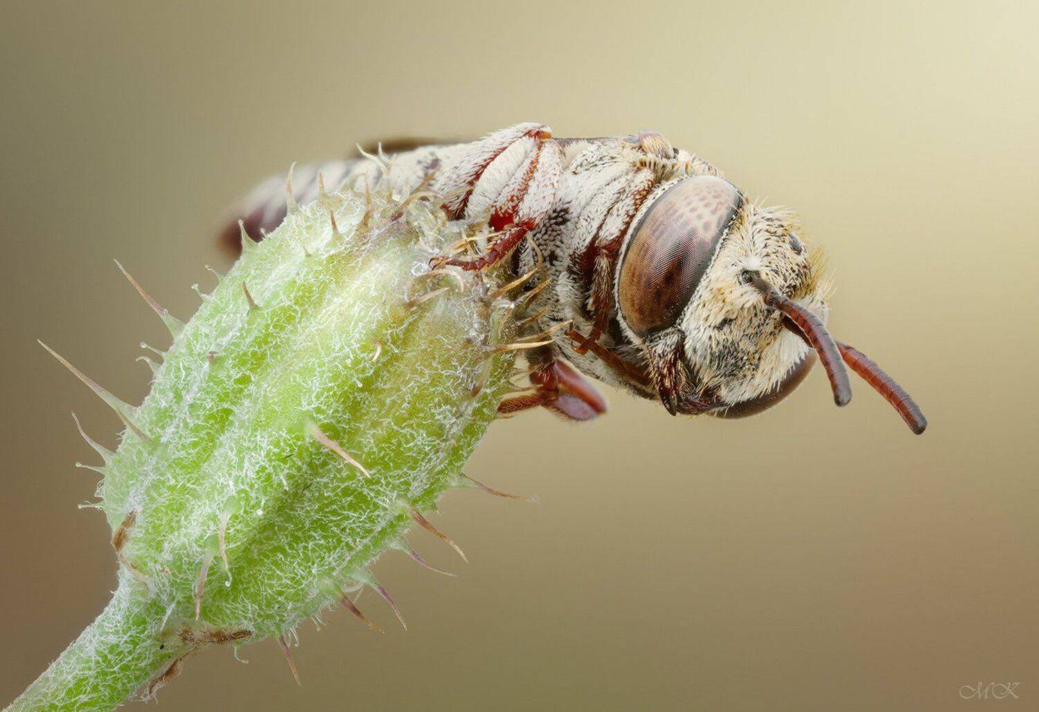 coelioxys, brevis, Miron Karlinsky