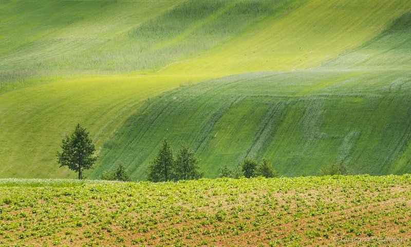 green wave фото превью