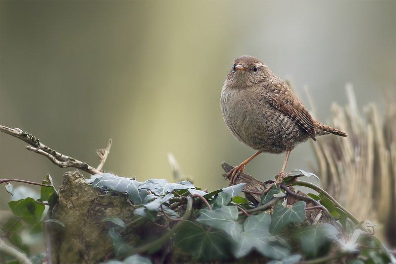 Kрапивник (Wren) фото превью