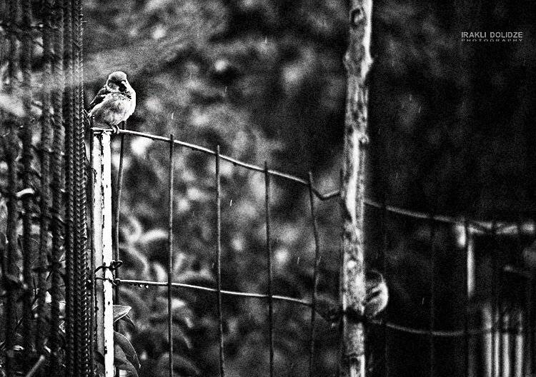 sparrow, b&w, nature, rain, sad, alone,, ირაკლი დოლიძე