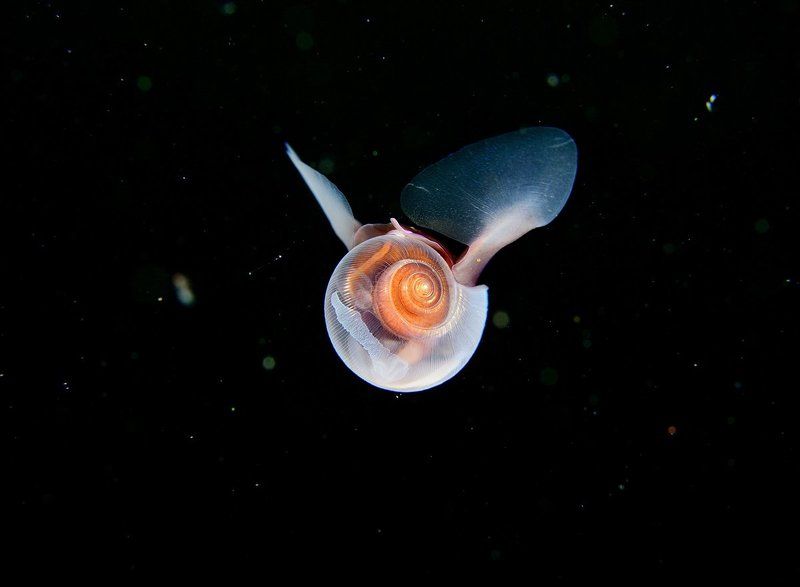Морской чертик (Limacina helicina) фото превью