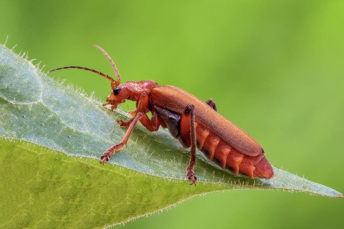 , Вадим Ходаковский