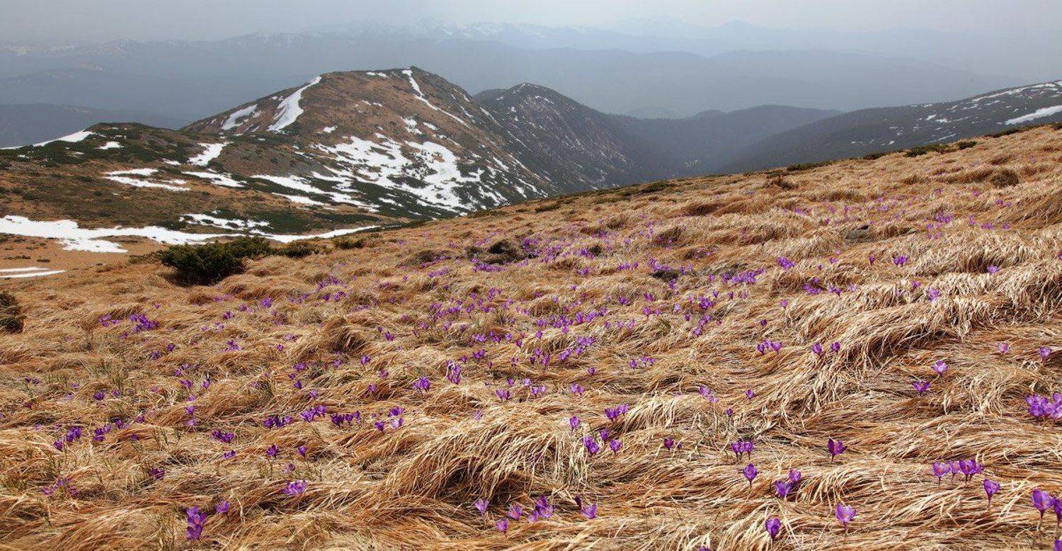 карпаты, крокусы, весна, горы, Михаил Псарёв