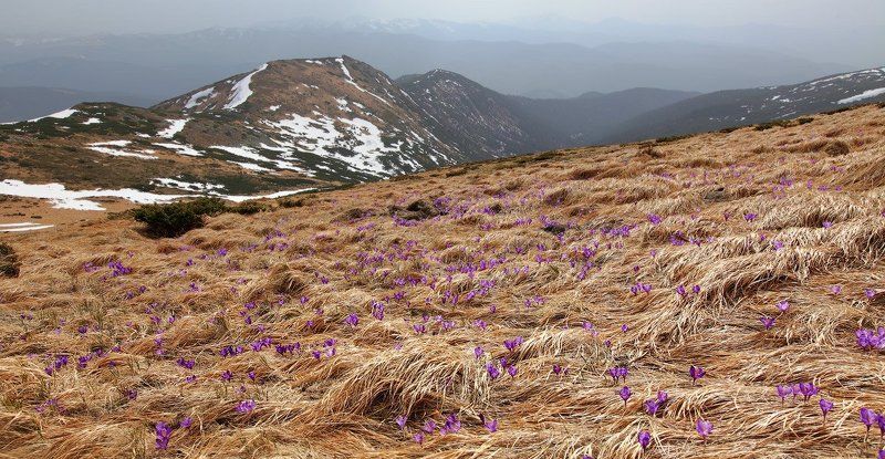 карпаты, крокусы, весна, горы  фото превью