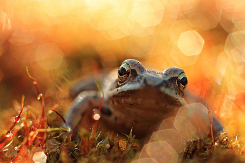 frog фото превью