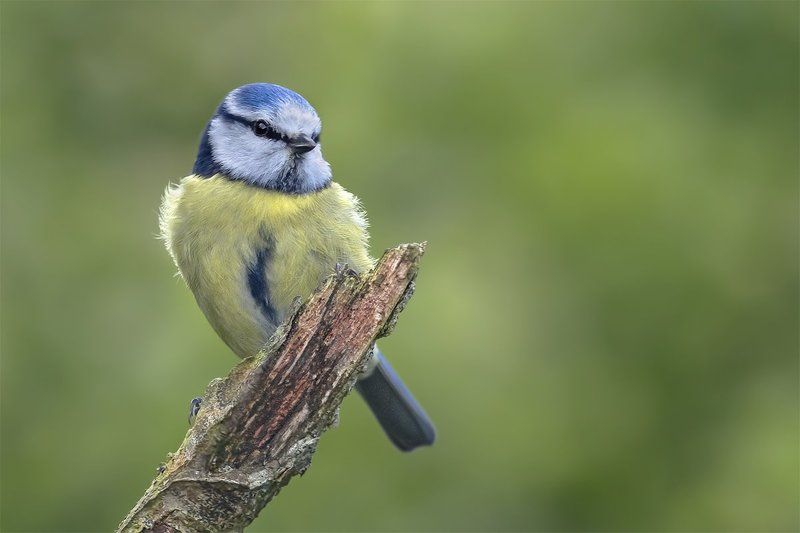 Обыкновенная лазоревка (BlueTit) фото превью