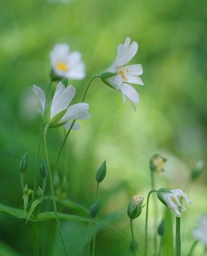 Звездчатка ланцетовидная