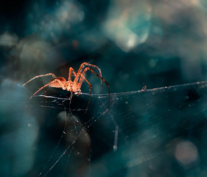 Mini cosmos. фото превью