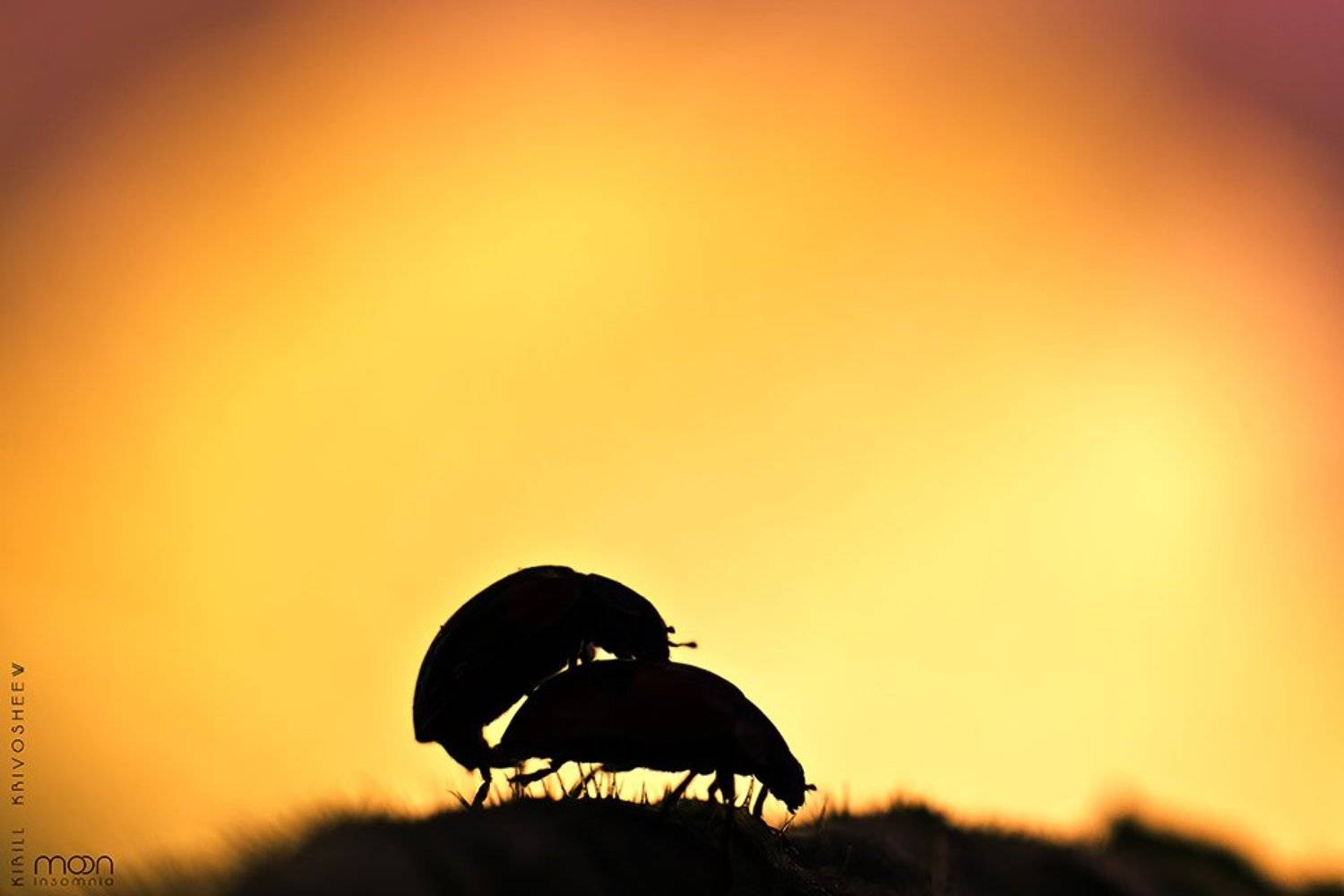 макро,насекомые,жук,жуки,божья коровка, силуэт,черный,желтый, Kirill Krivosheew