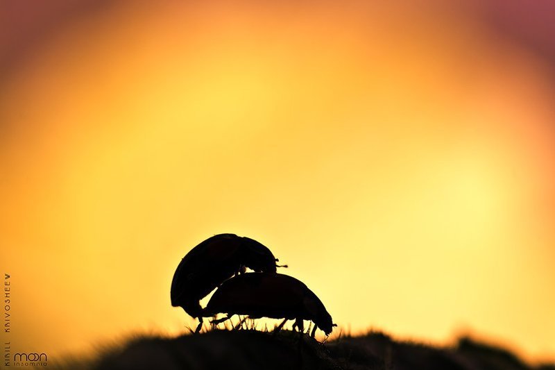 макро,насекомые,жук,жуки,божья коровка, силуэт,черный,желтый В любви фото превью