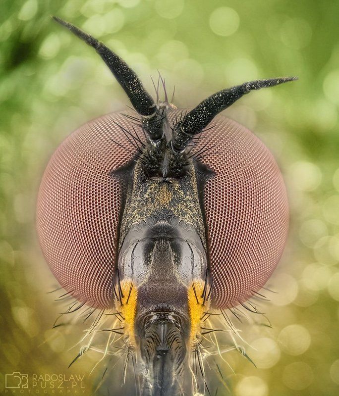 o-o фото превью