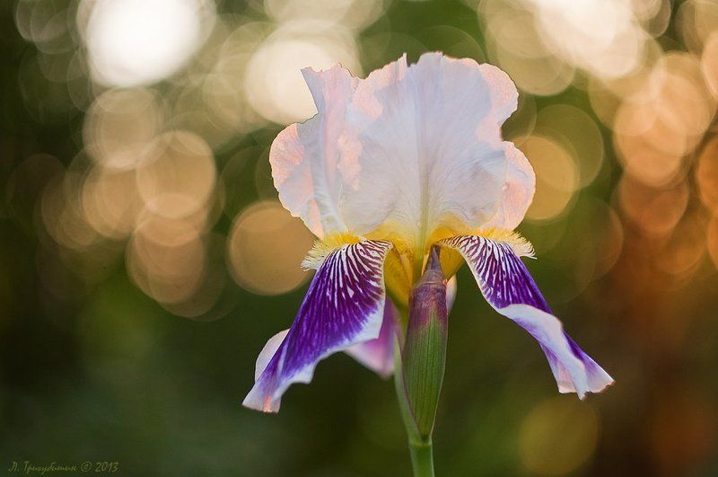 Улыбка Ириды фото превью