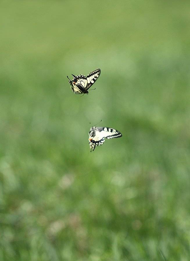 , Сергей Таланов