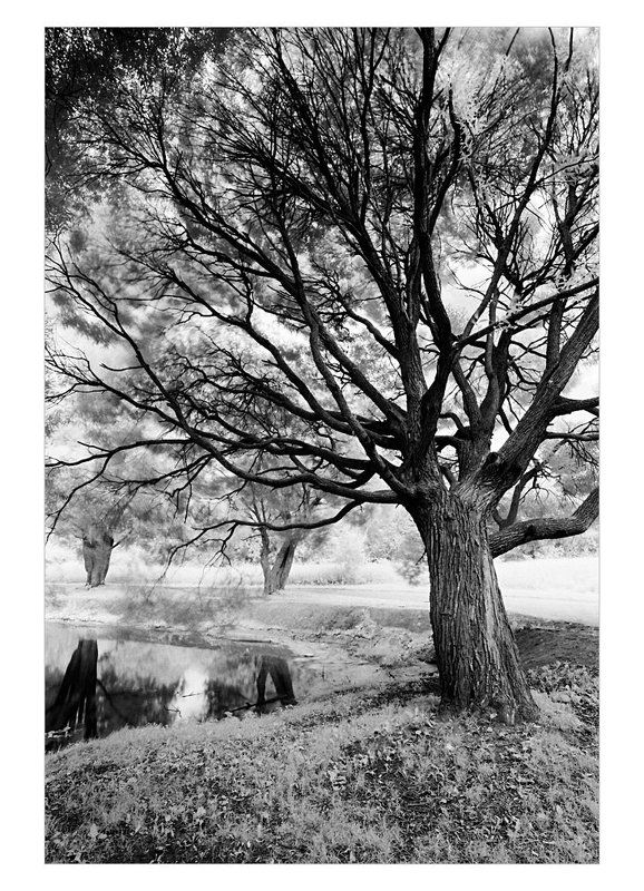 ива, , лето, , ик ива фото превью