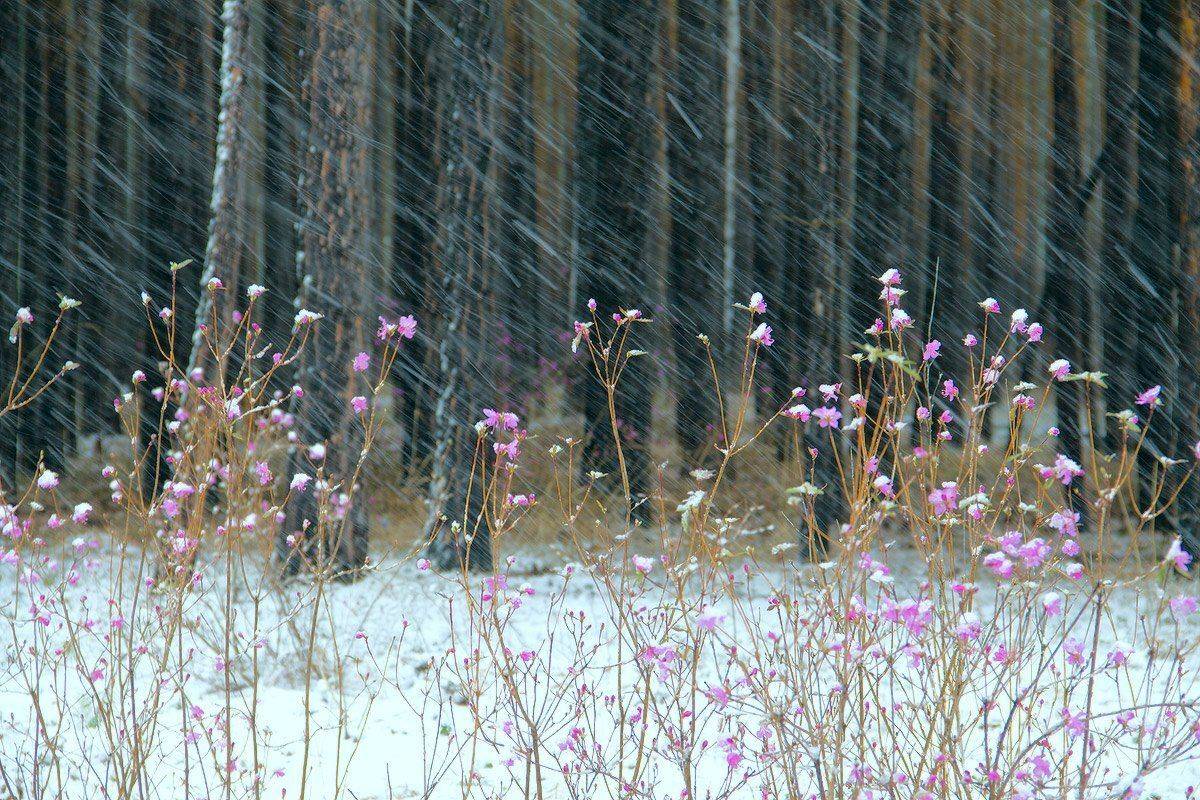 , Николай Морский