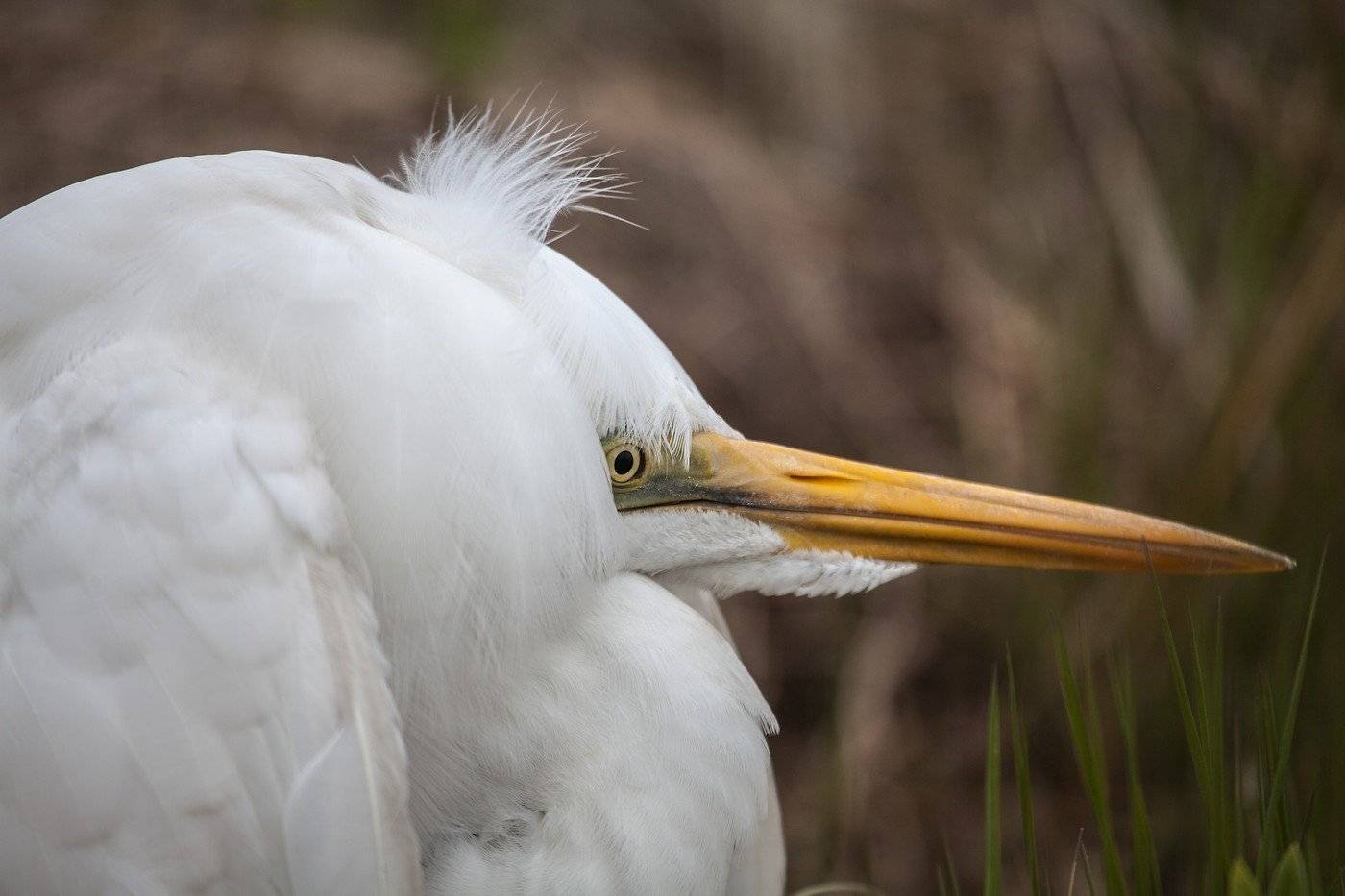 цапля, египетская, приморский, край, май, 2013, Евгений Слободской