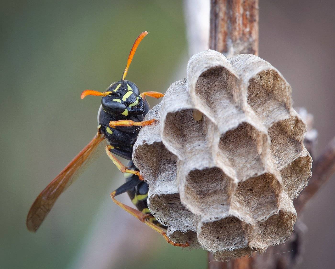 , Андрей Канышев