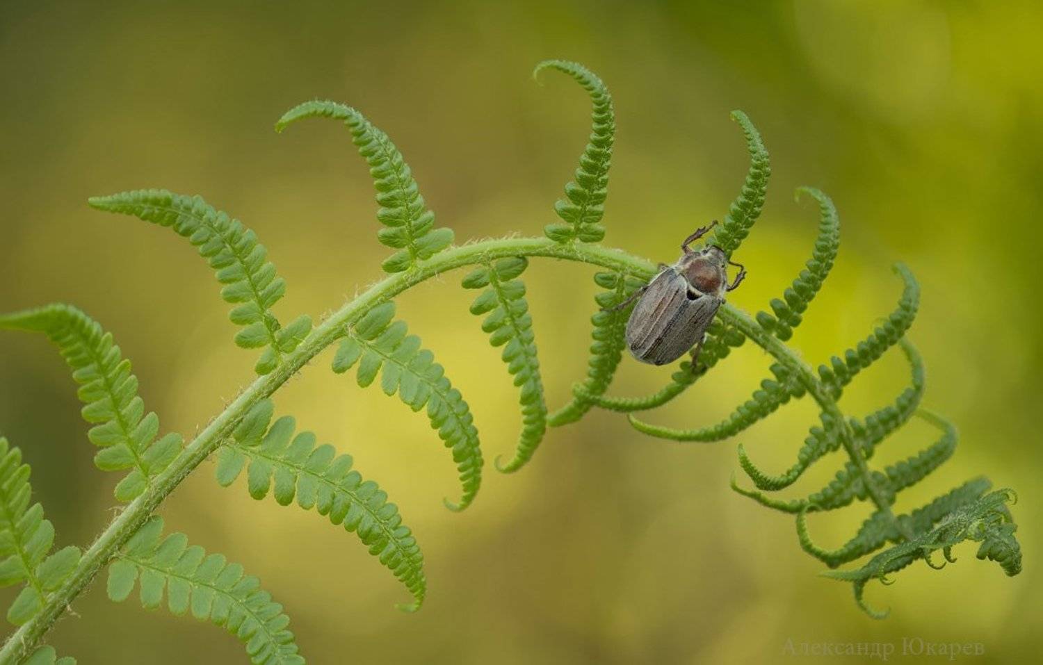 , Александр Юкарев