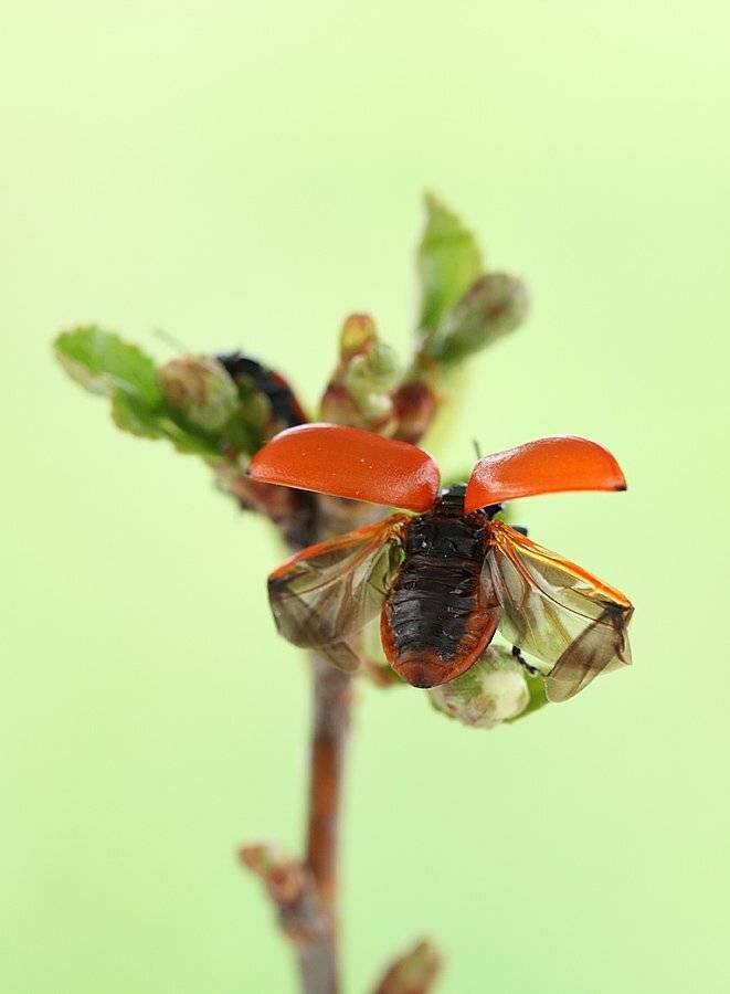, Сергей Таланов