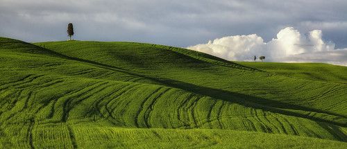 Заоблачные мечты одинокого кипариса