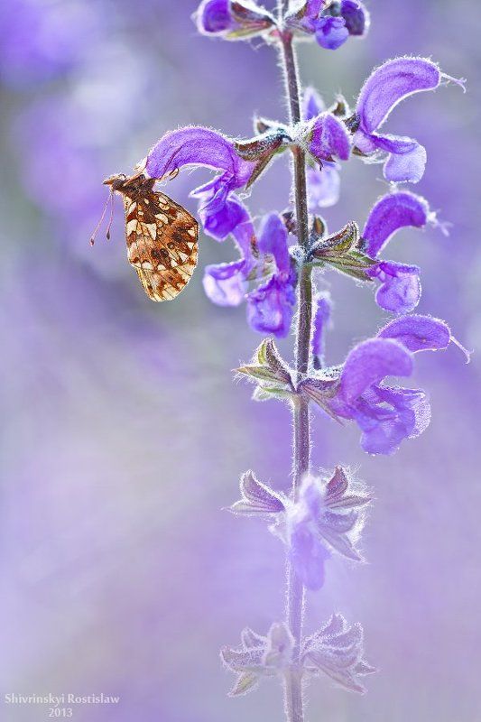 Violet фото превью