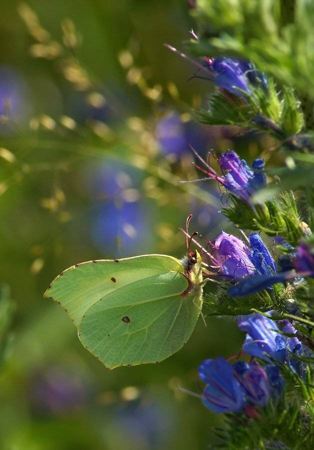 , Чепленко Алексей