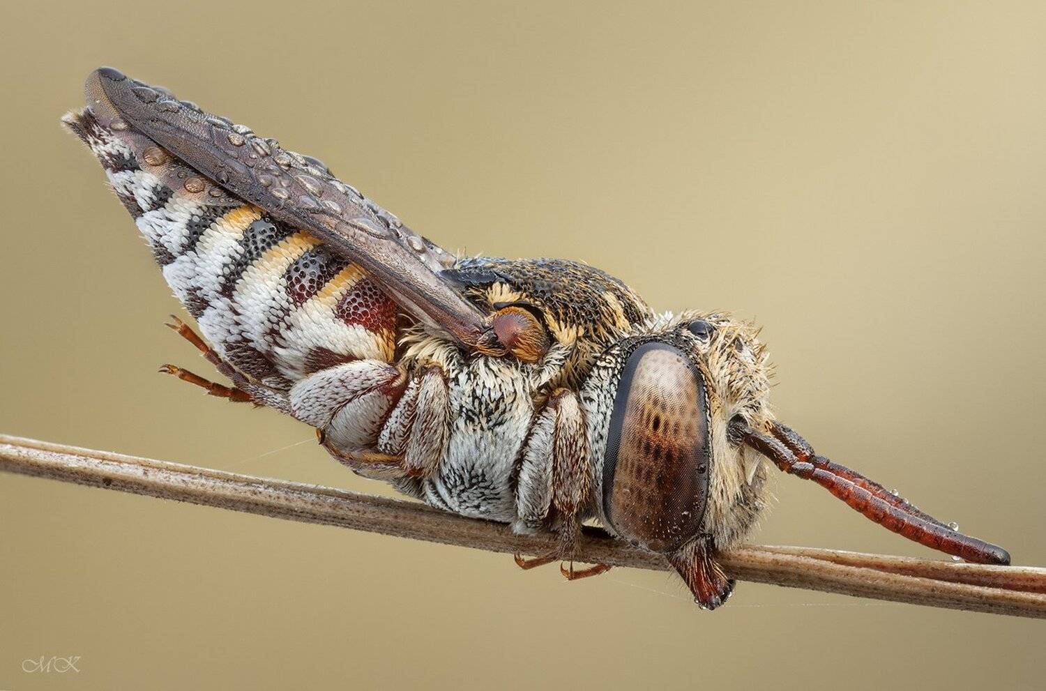 coelioxys, brevis, Miron Karlinsky