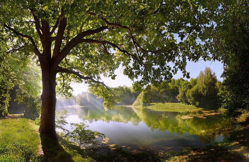 май, дуб, парк Парковый пейзаж фото превью