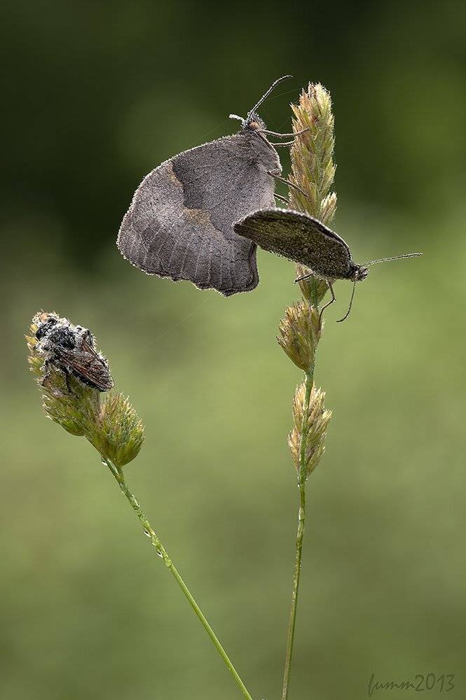 , Игорь ФУММ