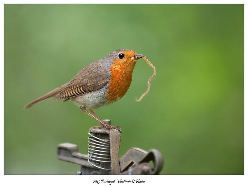 А я сажаю алюминиевые огурцы..а-а...на брезентовом поле... фото превью