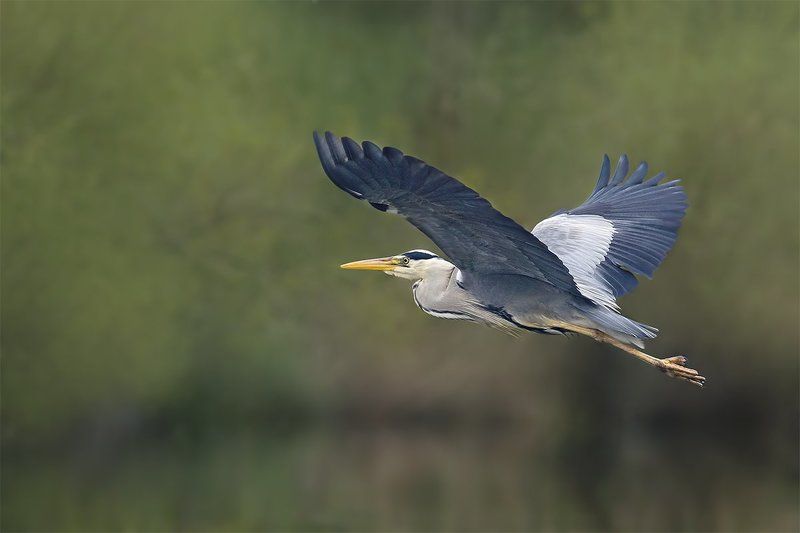 Серая цапля (Grey Heron) фото превью