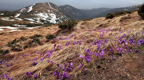 Крокусы-чпокусы
