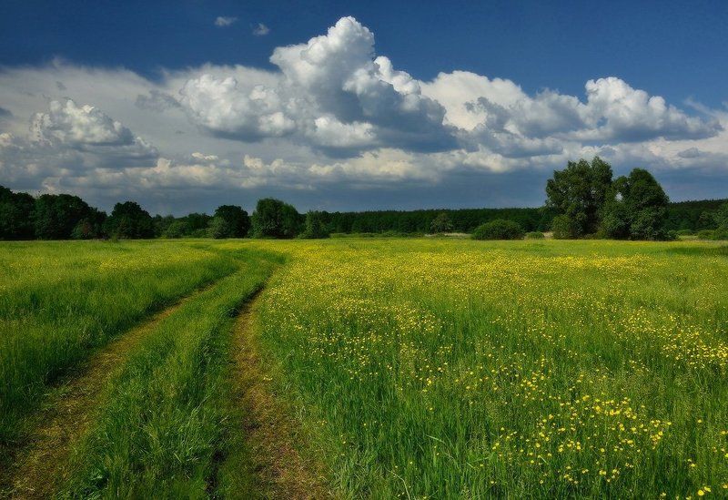 На лютиковых заливных лугах фото превью