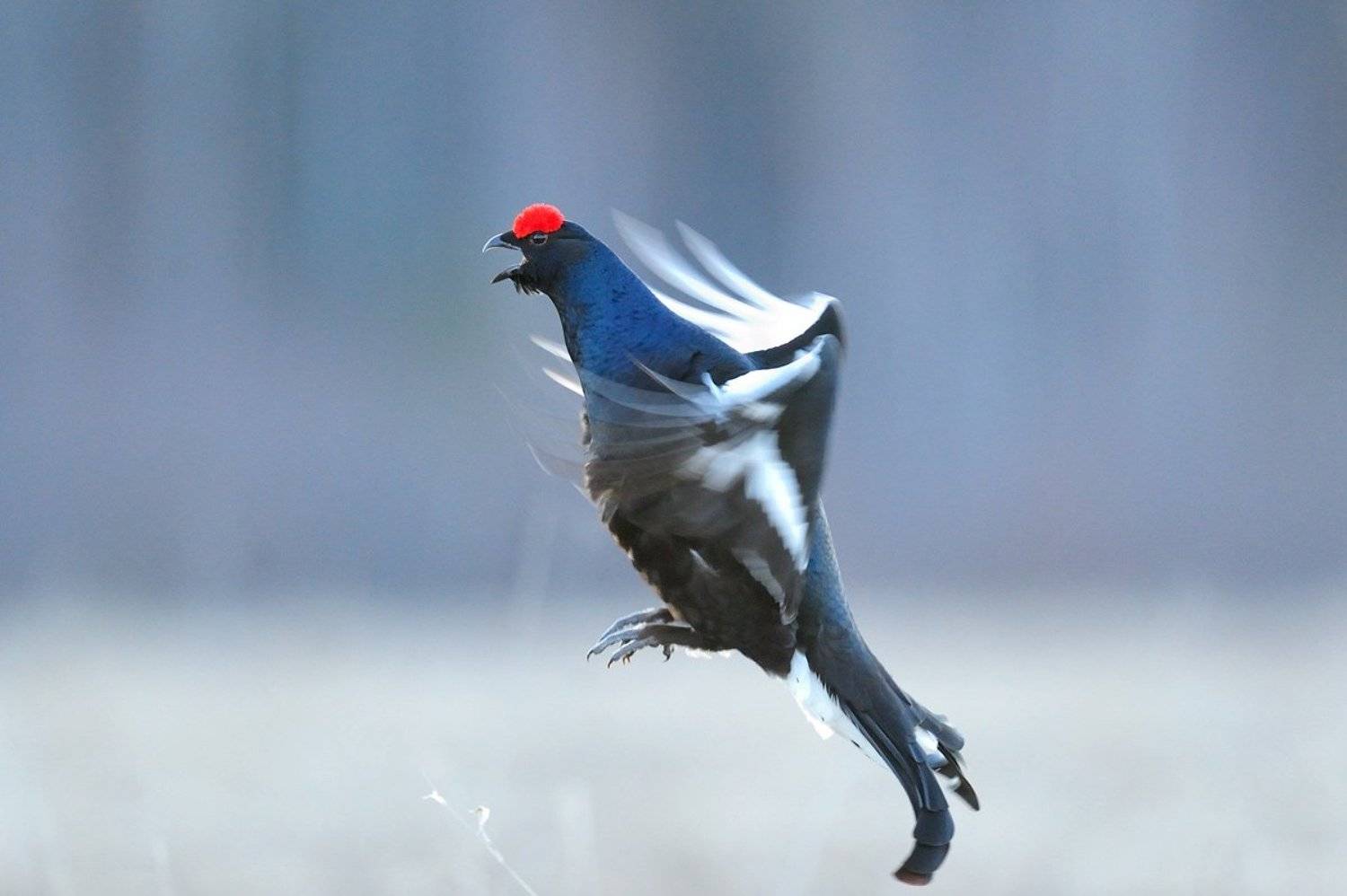 , Алексей Тищенко