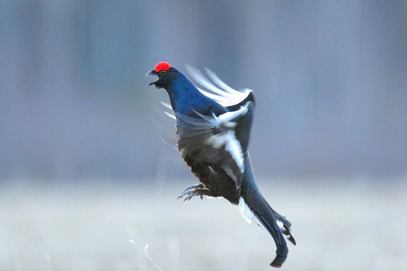 Заводила фото превью