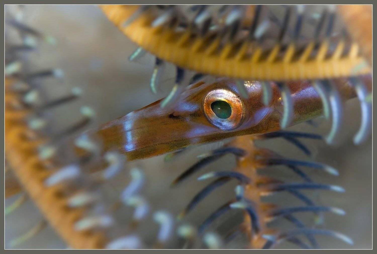 , Нонна Покрас