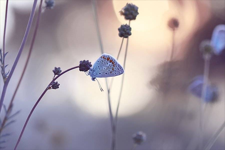 , Наталья Ова