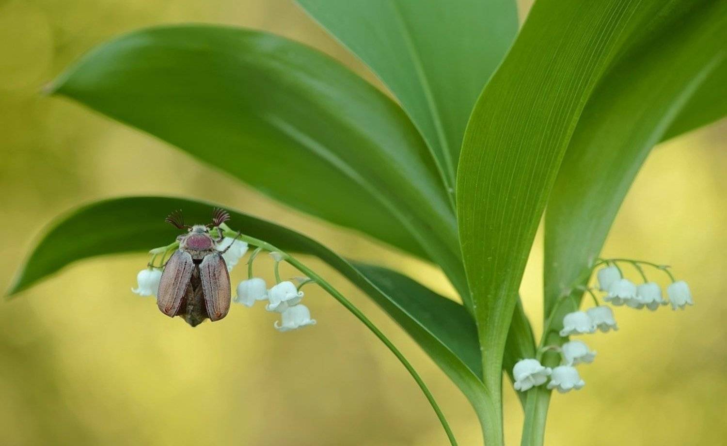 , Александр Юкарев
