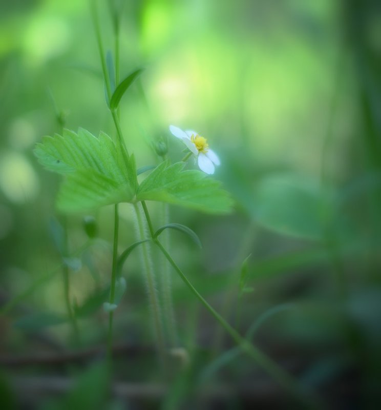 Весеннее, травиношное... фото превью