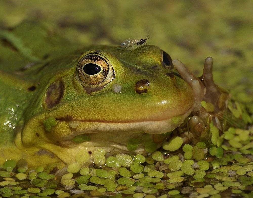 , Ирина Фурашова