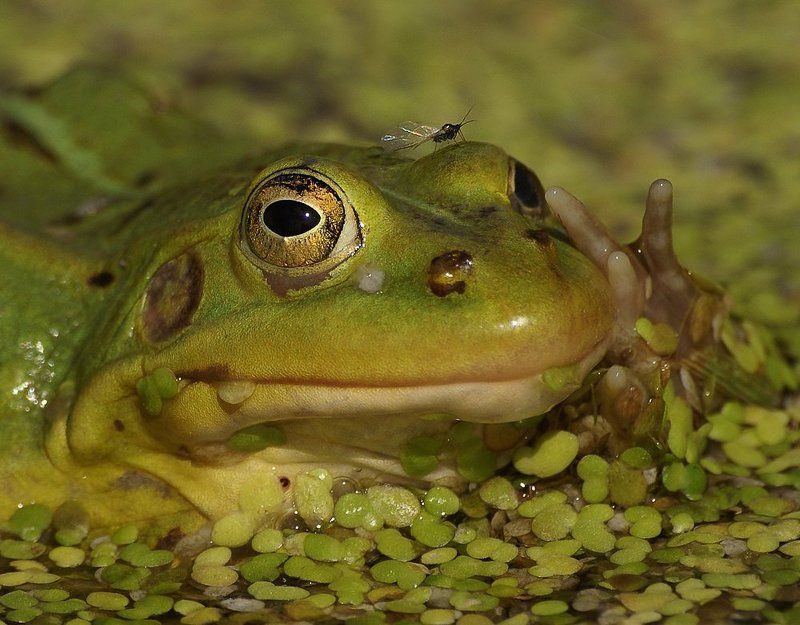 \