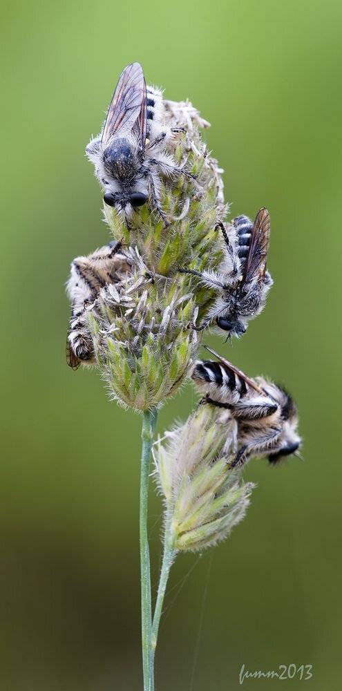 , Игорь ФУММ