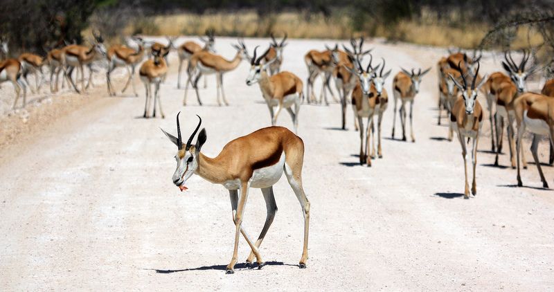 bestiarum Africanarum, которых я видел, слышал, трогал, нюхал и (иногда) ел фото превью