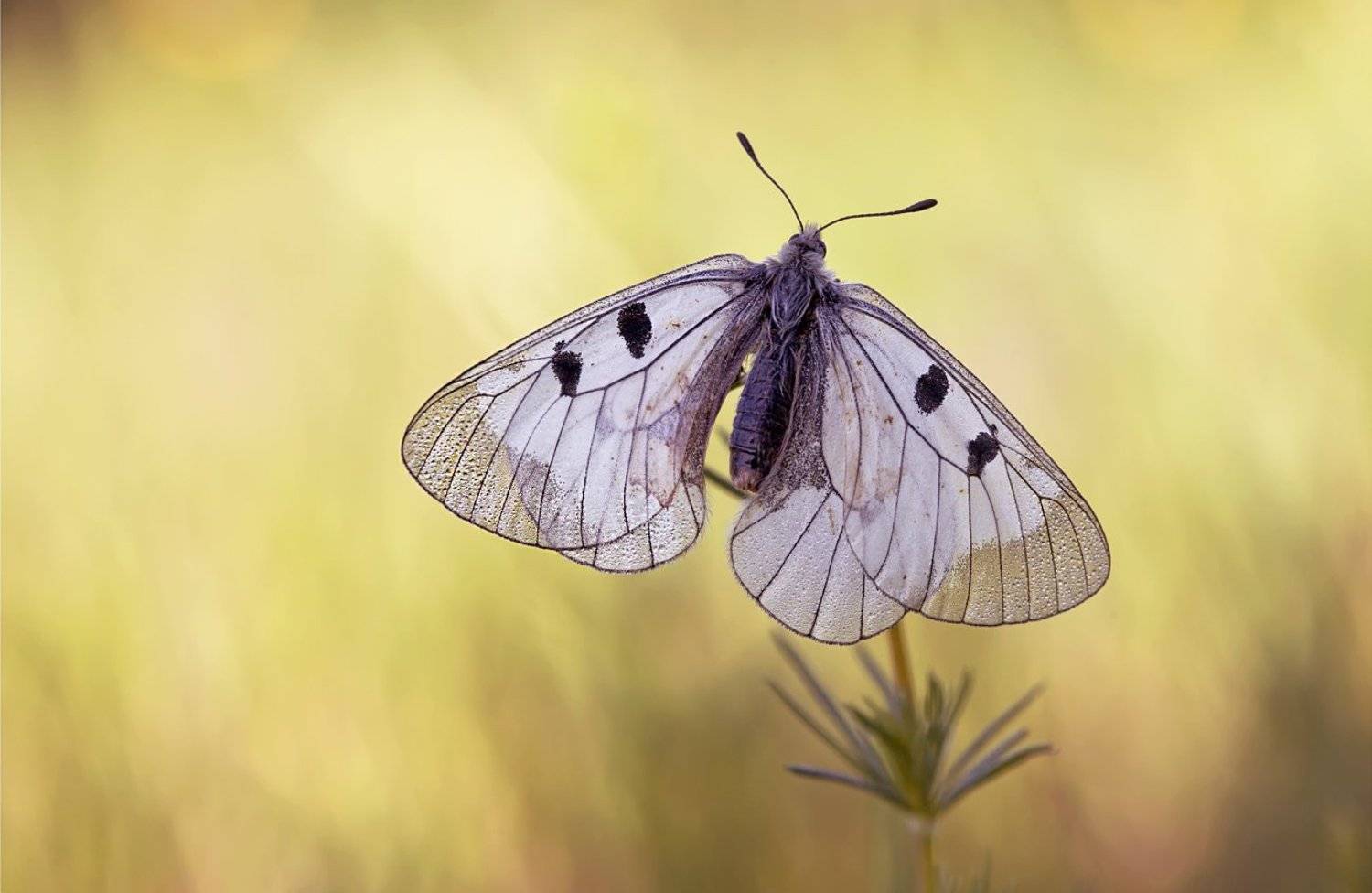 мнемозина,   черный аполлон,   parnassius mnemosine, Леонид