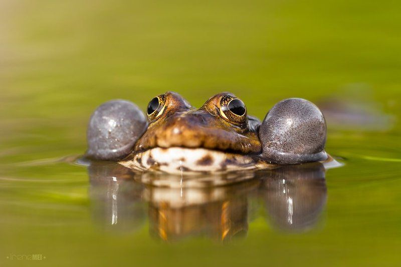 Лягушки фото превью