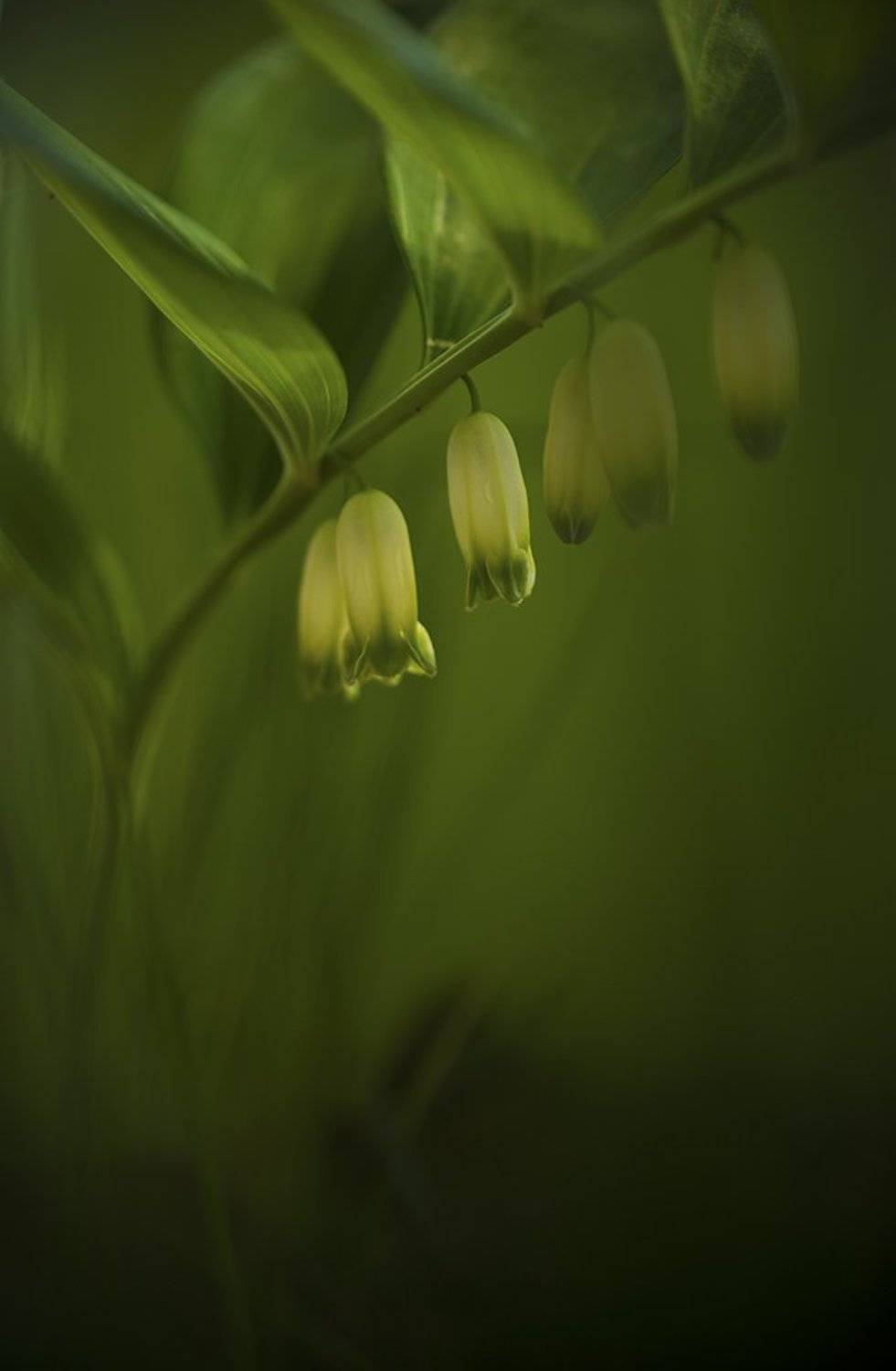 , Юлия Борзилова