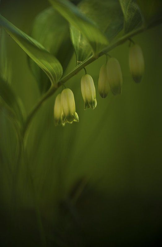 Кукушкины слезы фото превью