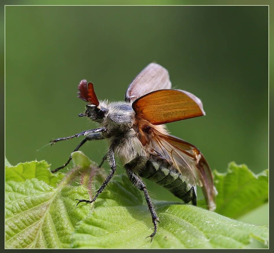 , Игорь Ломакин