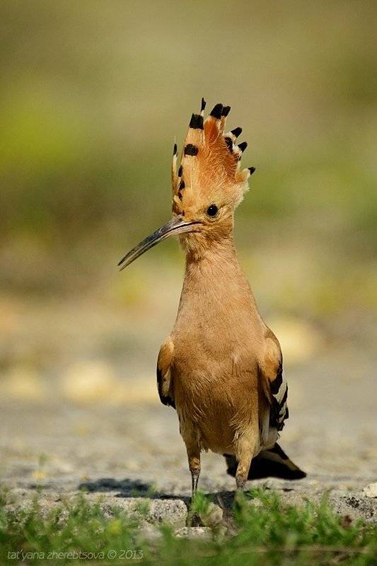 , Татьяна Жеребцова